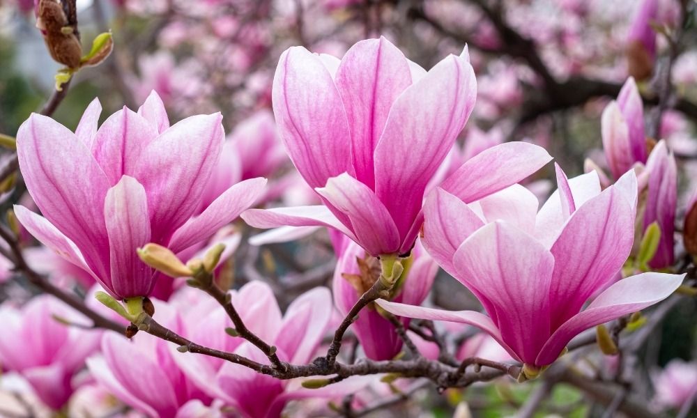 Découvrez les plus beaux arbustes à floraison printanière pour sublimer votre jardin !