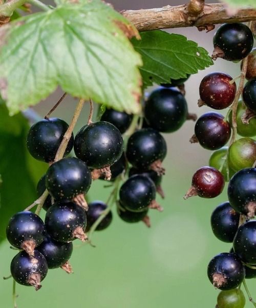 Faites le plein de fruits et d'économies !