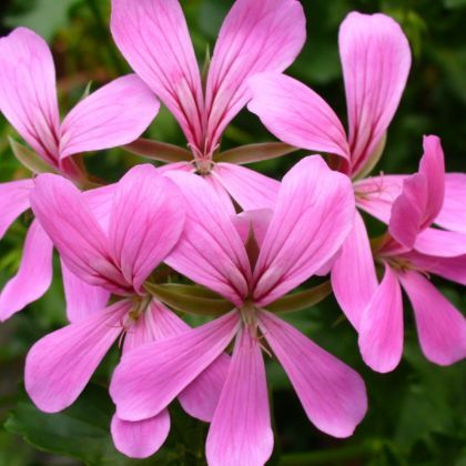 Choisir un géranium lierre, le roi des balcons en fleurs tout l’été