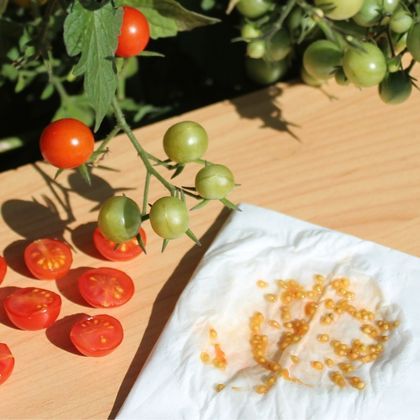 Comment faire sécher et bien conserver ses graines potagères ?