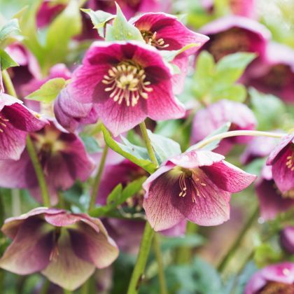 Hellébore ou Rose de Noël : quelle variété choisir ?