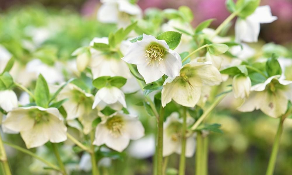 Hellébore ou Rose de Noël