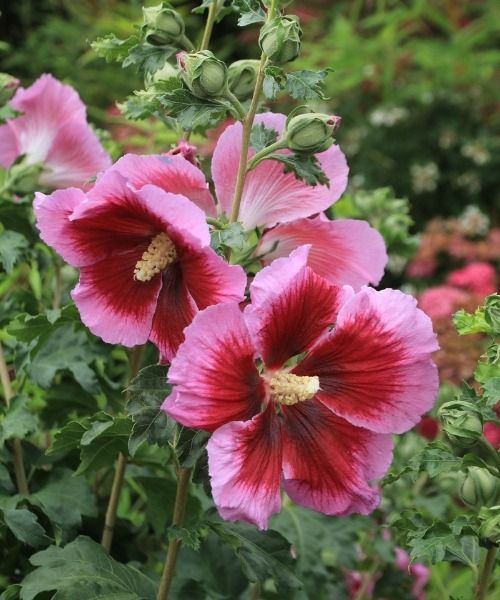 Découvrez Les Hibiscus Hibisa®