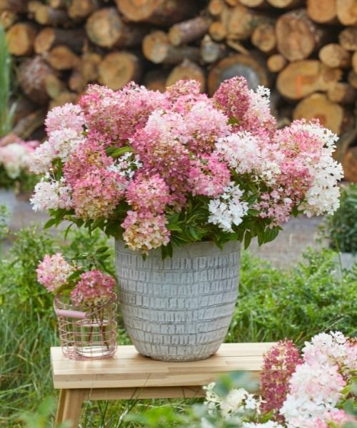 Découvrez l'Hortensia paniculé nain Groundbreaker Blush !