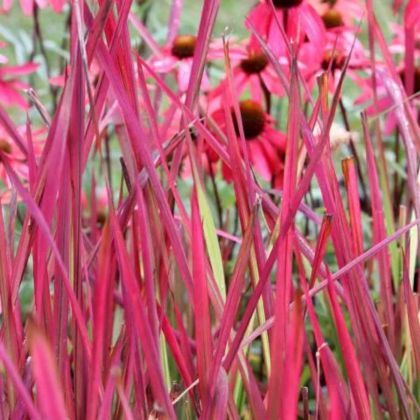 5 graminées rouges pour colorer votre jardin