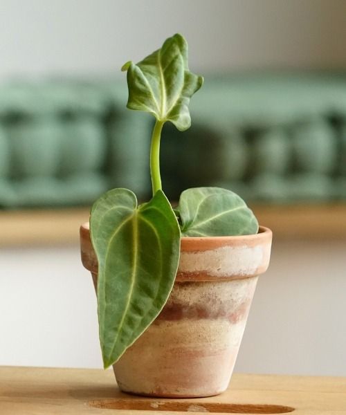Tout le nécessaire pour les plantes d'intérieur
