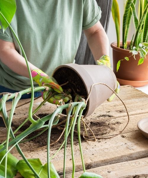 Tout le nécessaire pour les plantes d'intérieur