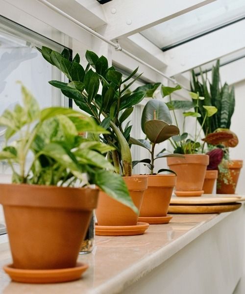 Découvrez nos livres sur les plantes d'intérieur 