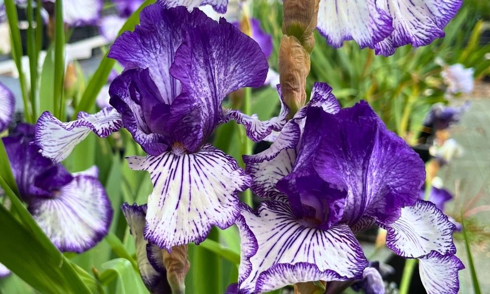Iris germanica : peu d’entretien, beaucoup d’effet