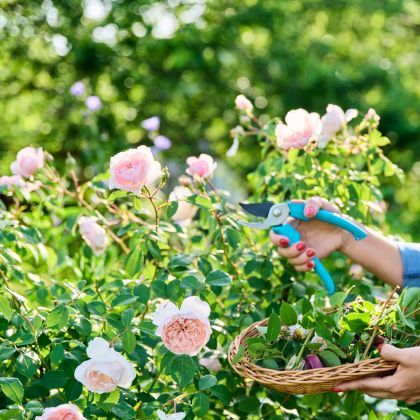 Que faire au jardin en Juin ?