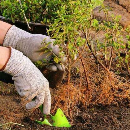 Que faire au jardin en novembre ?