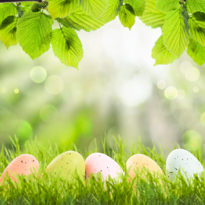 Que faire au jardin en Avril ?