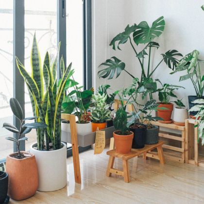 L'hivernage des plantes dans une véranda