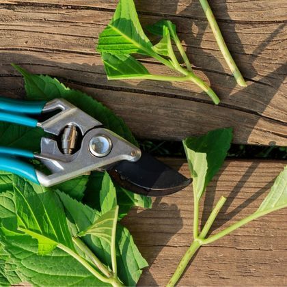 Le bouturage : tout savoir sur les différentes techniques et nos conseils