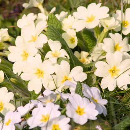 Que faire au jardin en Mars ?