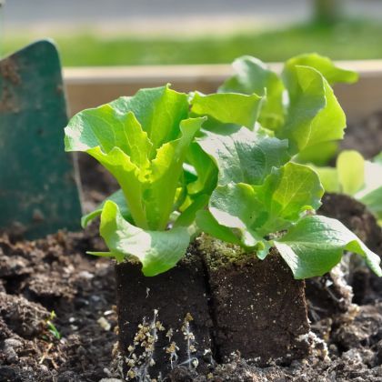 Calendrier potager - Avril