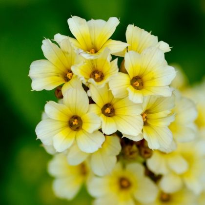 Verbascum : 6 idées d'associations réussies