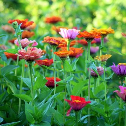 Le Slow gardening