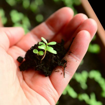 Calendrier potager - Mars
