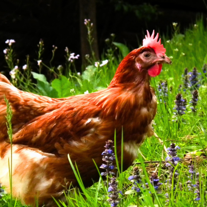 Poules au jardin : le guide pratique pour une cohabitation réussie