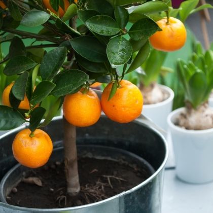 7 agrumes à cultiver en pot ! 