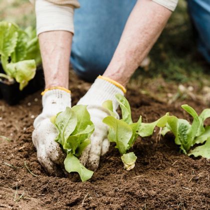 Faire son premier potager - Guide pour les débutants