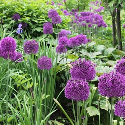 Allium, ail d'ornement : 10 variétés indispensables