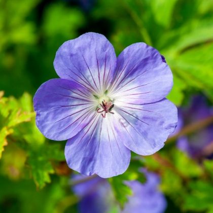 8 Géraniums vivaces à fleurs bleues