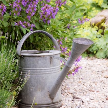 Calendrier potager du mois de juin
