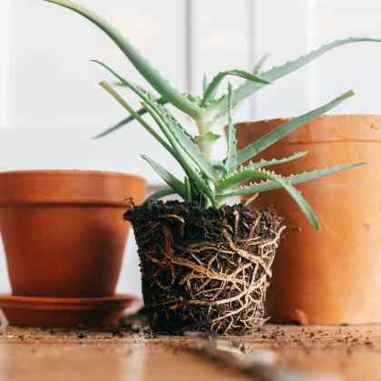 Les gestes clés pour bien rempoter une plante : Guide pour les débutants