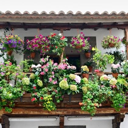 Les meilleures plantes pour créer un coin de campagne sur votre balcon