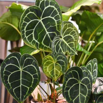 Les plantes d'intérieurs que vous ne verrez pas dans le salon de votre voisin