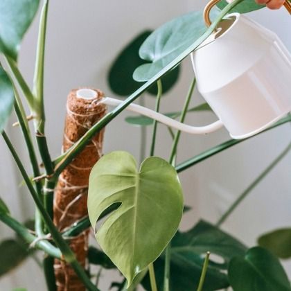 Les secrets d'un arrosage réussi : 7 règles d'or pour vos plantes d’intérieur 