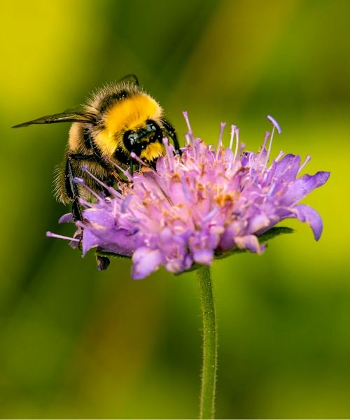 Protégez vos plantes des maladies et ravageurs