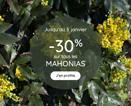 9 arbustes à floraison automnale