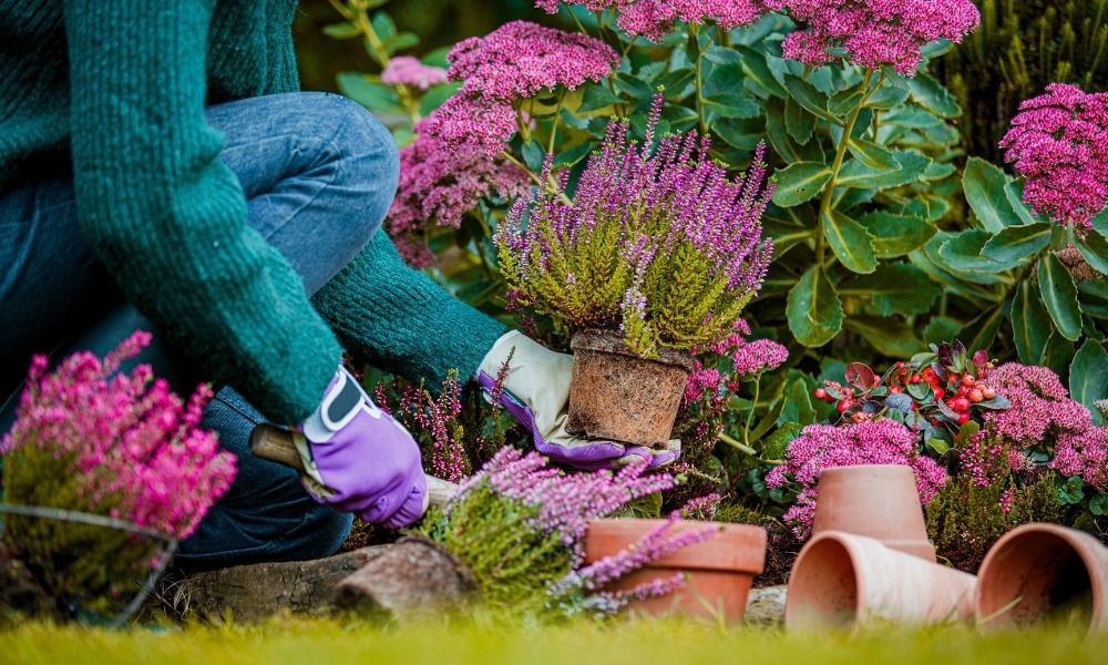 Composez vos massifs et jardinières d'automne à prix doux!