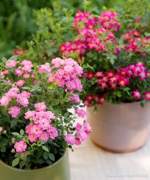 TERRASSE OU BALCON :  MISEZ SUR LE FORMAT COMPACT  