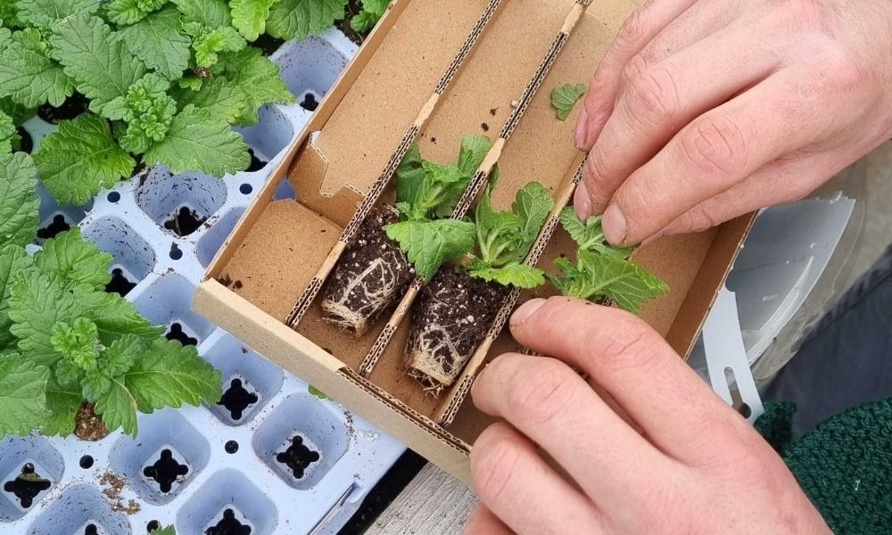C'est le moment de commander vos plants potagers en mini-mottes