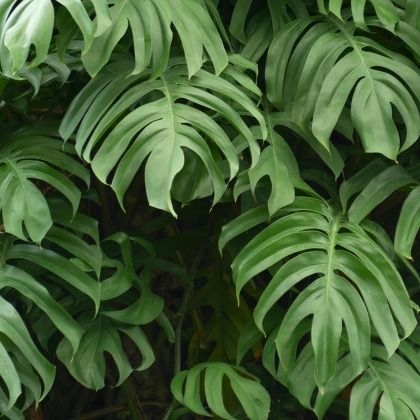 Monstera : cultiver et entretenir