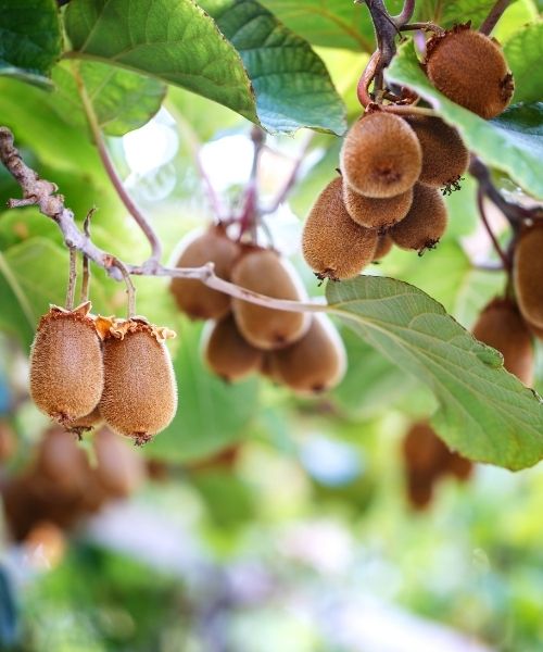 KIWI HERMA