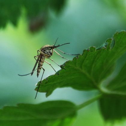 Comment éviter la prolifération des moustiques ?