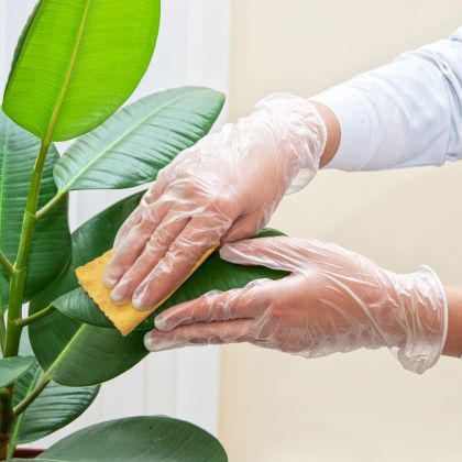 Comment nettoyer le feuillage des plantes d'intérieur ?