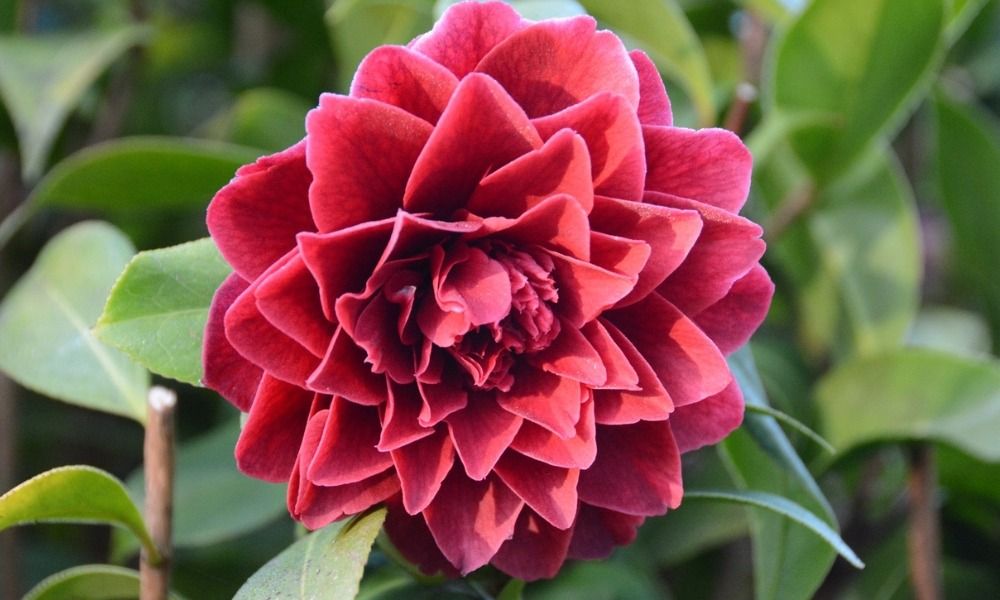 Arbustes de terre de bruyère