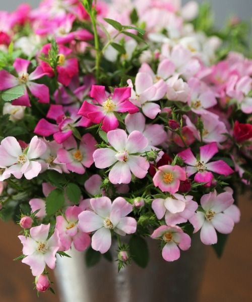 Craquez pour ces nouveautés miniatures extraordinaires !