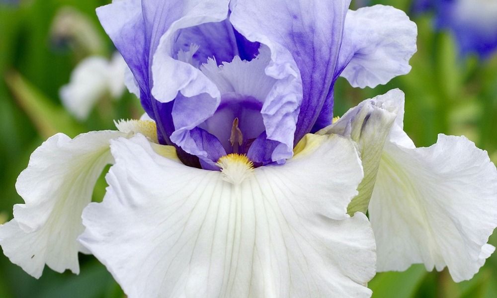 Nouveautés Iris germanica