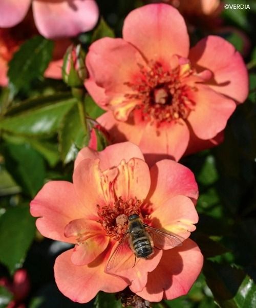 Découvrez notre nouvelle sélection de rosiers !