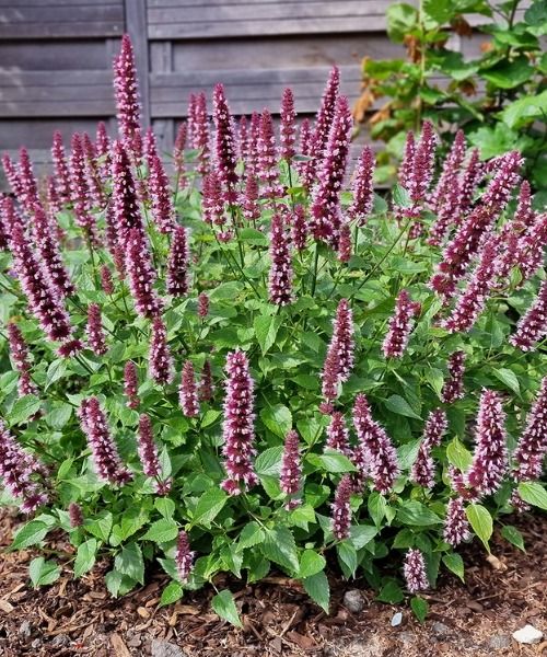 Plus de 200 plantes inédites pour votre jardin! 