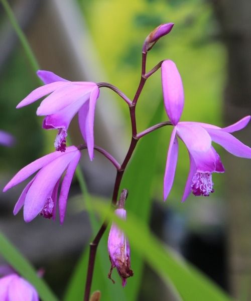 Orchidées de jardin