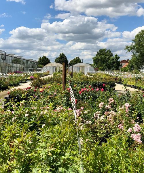 -20% sur une sélection de plantes !