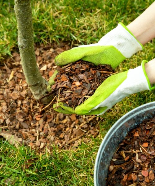 Une technique bénéfique pour le sol et pour vos plantes !